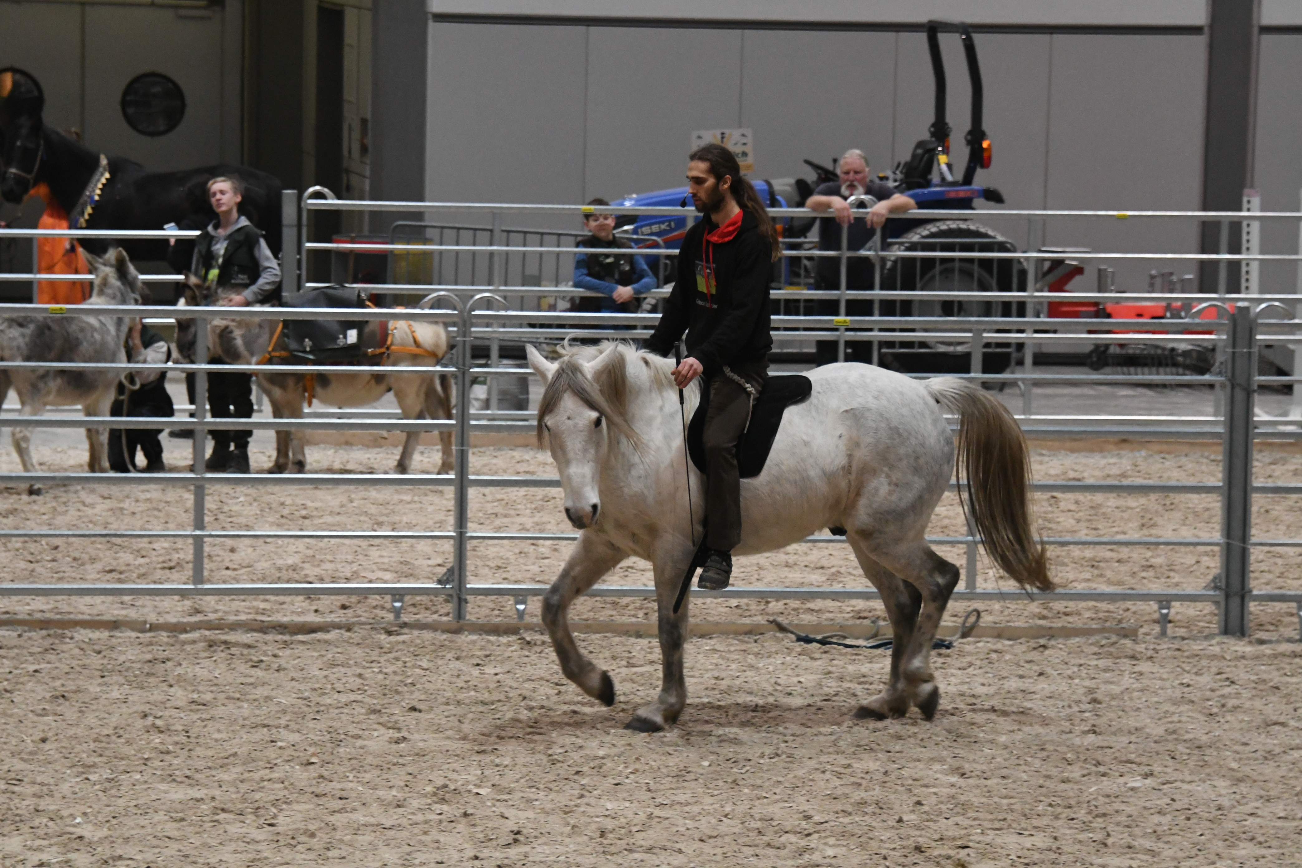 Freiarbeit Frei mit dem Pferd arbeiten