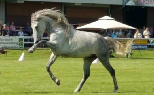 Freiarbeit Frei mit dem Pferd arbeiten