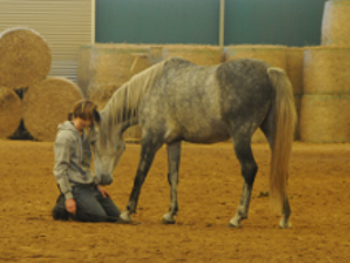 natural_horsemanship_ueber_gideon_schroeder